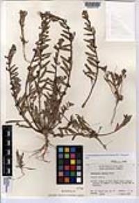 Camissoniopsis lewisii image