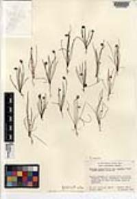 Plantago erecta image