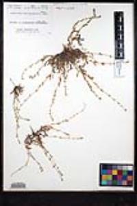 Plagiobothrys collinus var. gracilis image