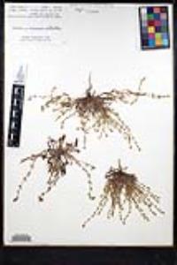 Plagiobothrys collinus var. gracilis image