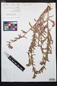Camissoniopsis robusta image