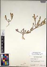 Lepidium oblongum var. insulare image