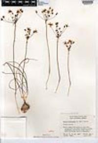 Bloomeria clevelandii image