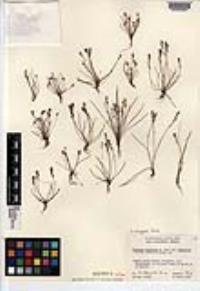 Plantago elongata image