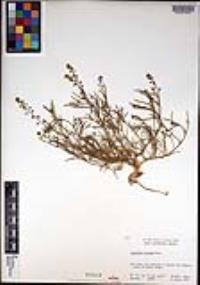 Lepidium nitidum image