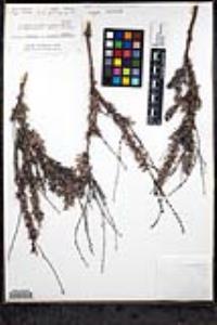 Eriogonum wrightii var. dentatum image