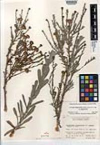 Corethrogyne filaginifolia image
