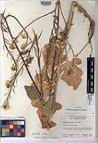 Brassica juncea image