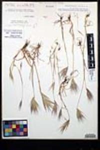 Bromus rubens image