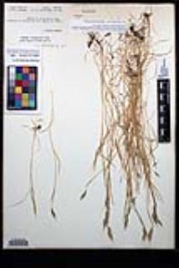 Bromus hordeaceus image
