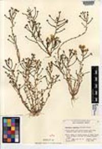 Downingia cuspidata image