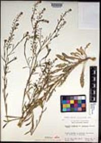 Lepidium virginicum subsp. menziesii image