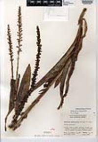 Piperia cooperi image