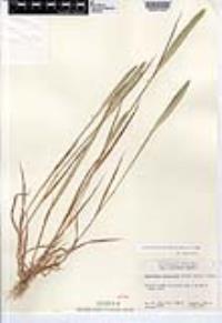 Gastridium phleoides image