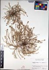 Lepidium oblongum var. insulare image