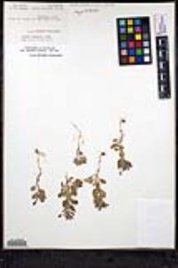 Scutellaria tuberosa image