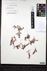Chorizanthe interposita image