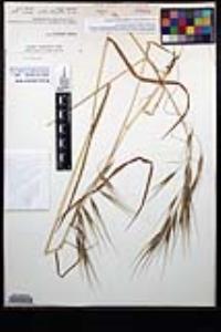 Bromus diandrus image