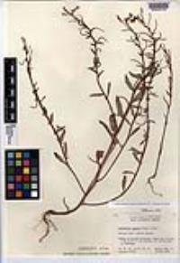 Camissoniopsis ignota image