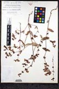 Collinsia heterophylla image