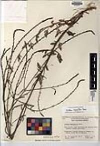 Verbena menthifolia image