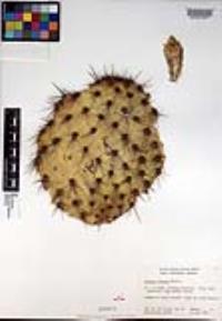 Opuntia oricola image