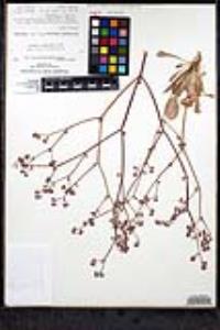 Chorizanthe fimbriata var. fimbriata image