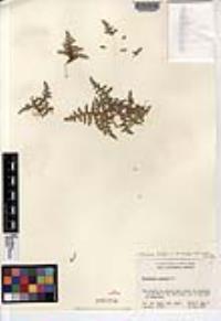 Herniaria hirsuta var. cinerea image