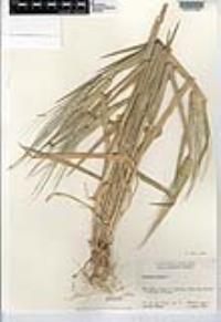 Hordeum vulgare image