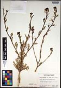 Eruca vesicaria subsp. sativa image