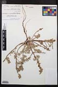 Camissoniopsis cheiranthifolia subsp. suffruticosa image