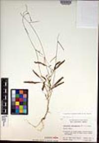 Caulanthus lasiophyllus image