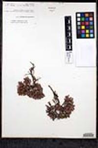 Eriogonum fastigiatum image