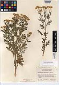 Tanacetum parthenium image