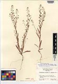 Thysanocarpus curvipes subsp. eradiatus image