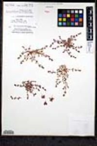 Chorizanthe polygonoides var. longispina image