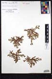 Plagiobothrys collinus image