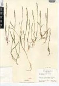 Poa bigelovii image