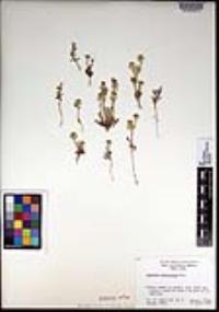 Lepidium lasiocarpum image