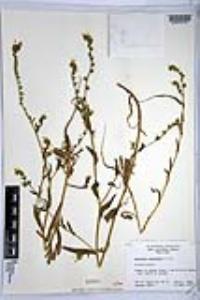 Amsinckia intermedia image