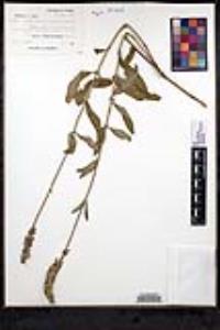Salvia lavanduloides image