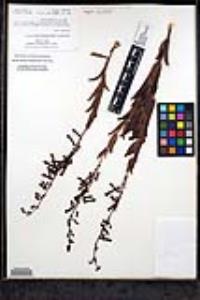 Penstemon centranthifolius image