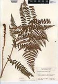 Dryopteris arguta image