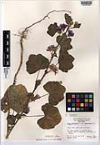 Malva sylvestris image