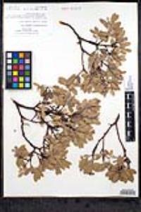 Arctostaphylos pungens image