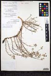 Eriastrum densifolium subsp. austromontanum image