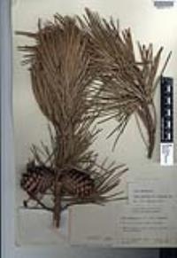 Pinus muricata image