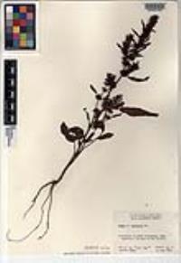 Rumex palustris image