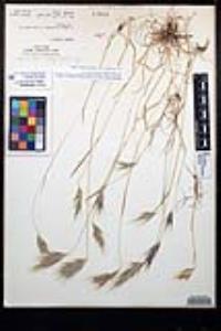 Bromus rubens image