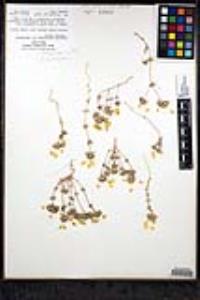 Leptosiphon parviflorus image